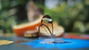 Glasswing butterfly feeding
