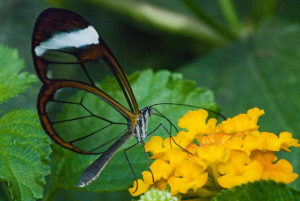 glasswing butterfly