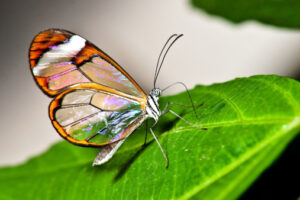 Glasswing Butterfly